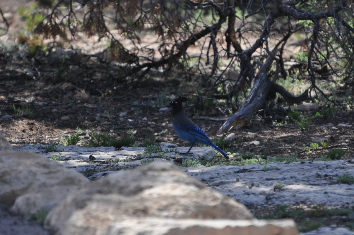 Steller's Jay - ML43576301