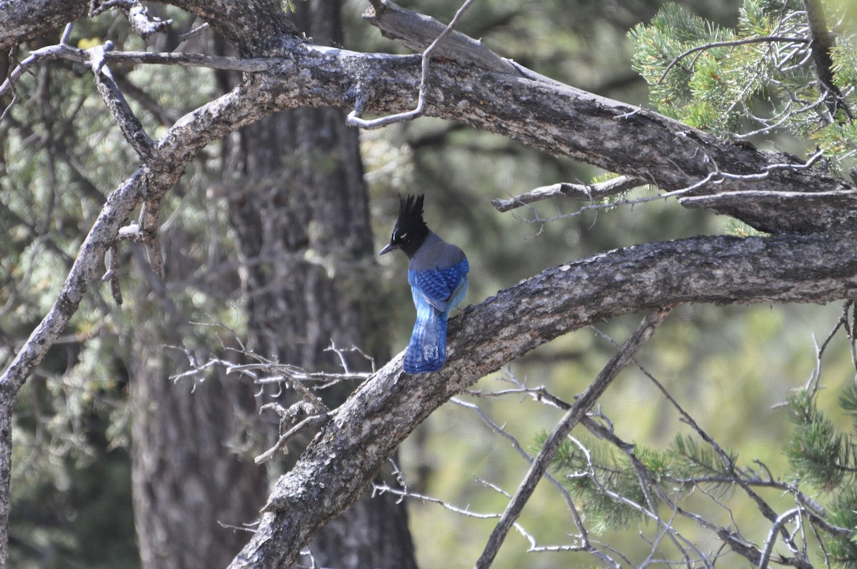 Steller's Jay - ML43576311