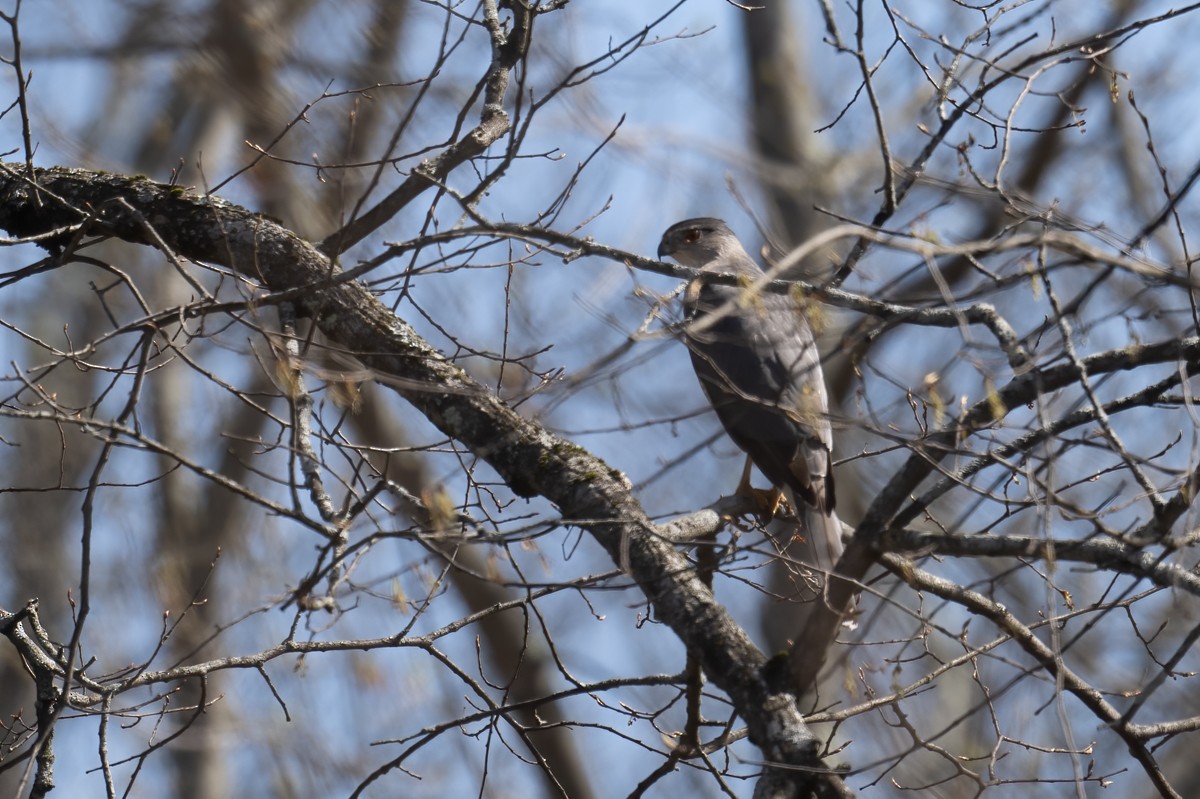 Cooper's Hawk - ML435763861