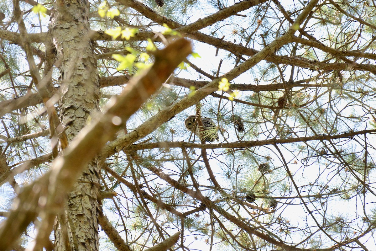 Barred Owl - ML435765951