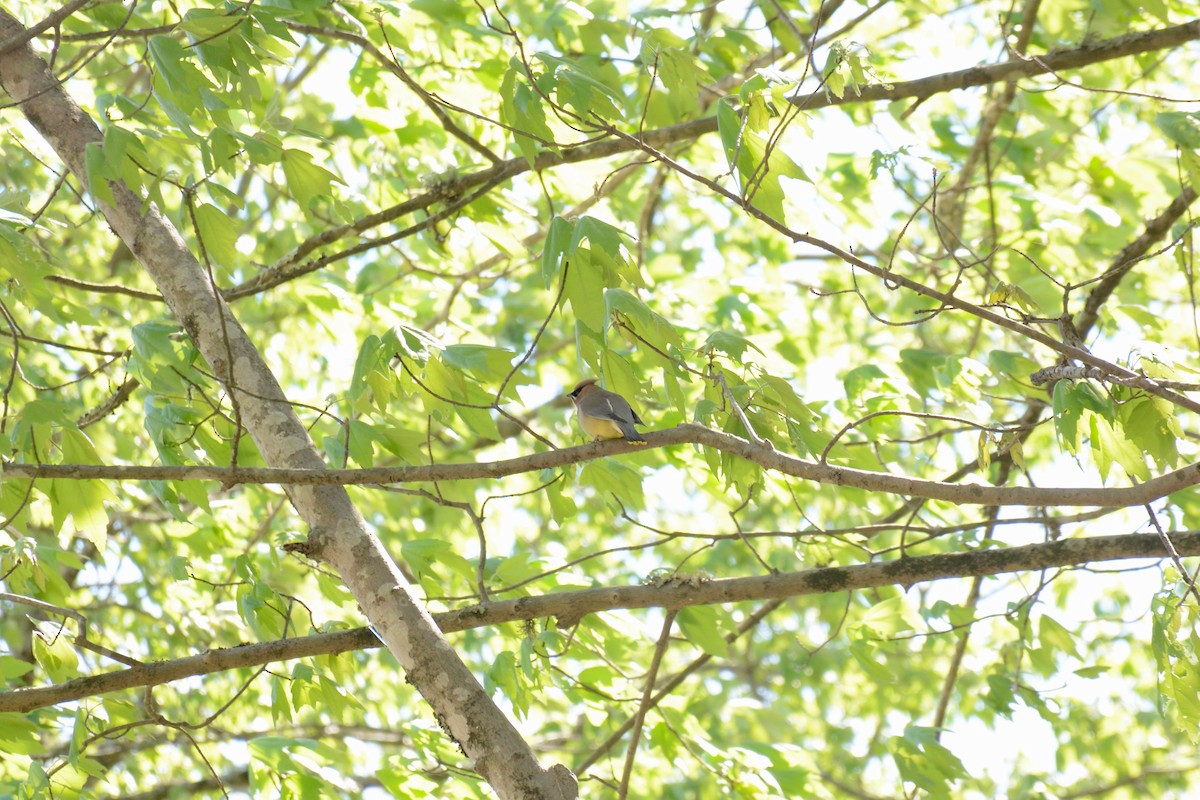 Cedar Waxwing - ML435766281