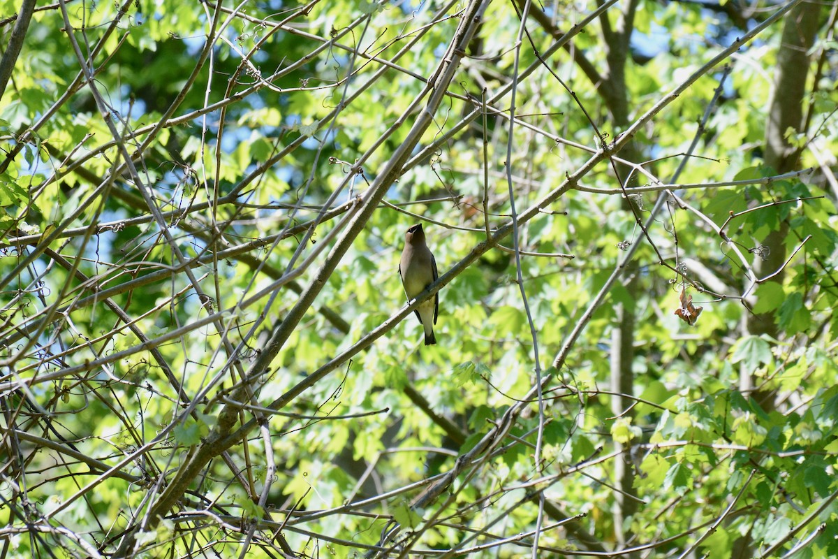 Cedar Waxwing - ML435766331