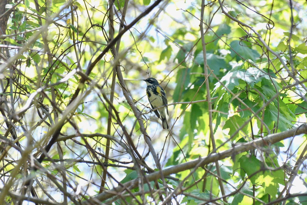Yellow-rumped Warbler - ML435766411
