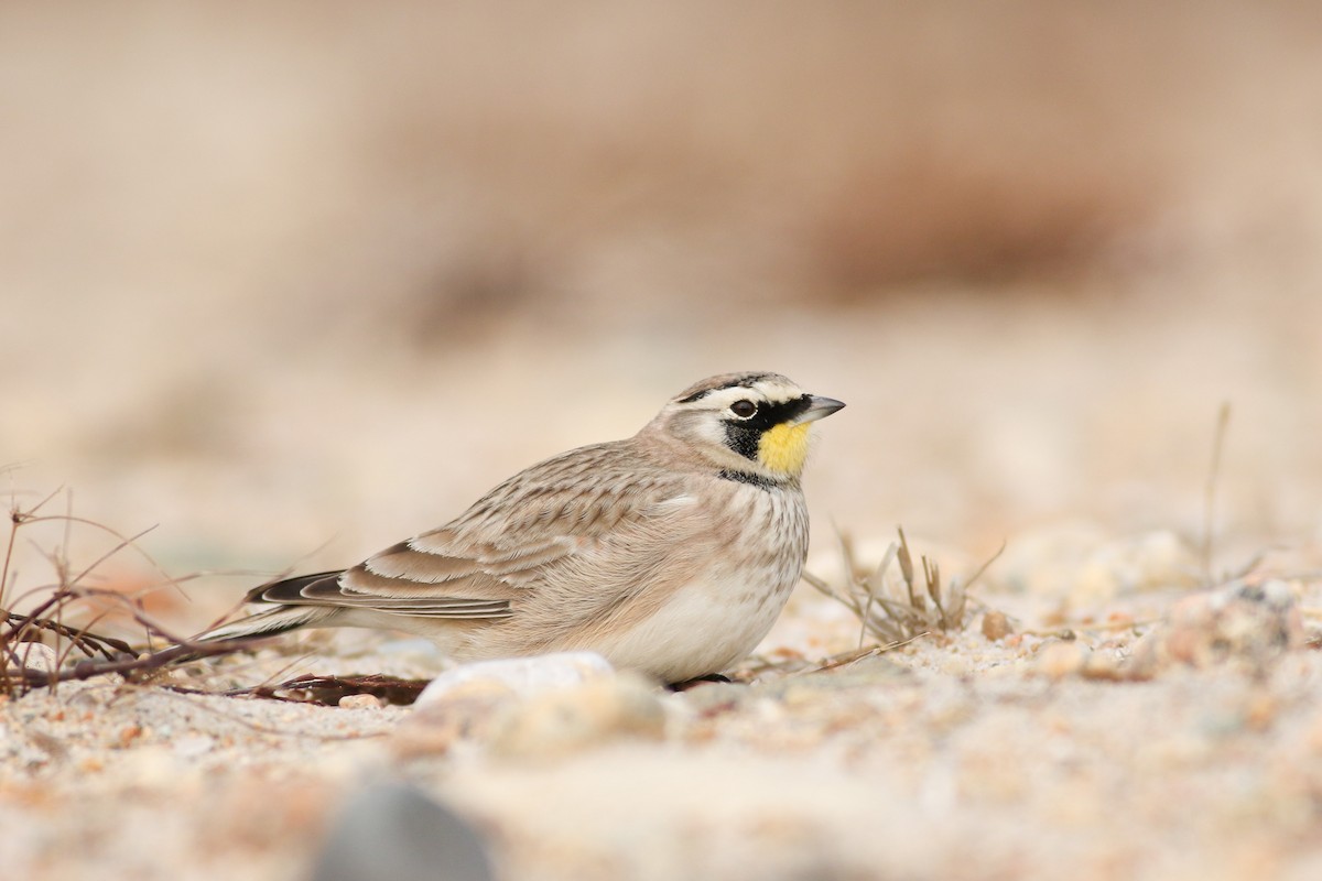 Horned Lark - Jonathan Eckerson