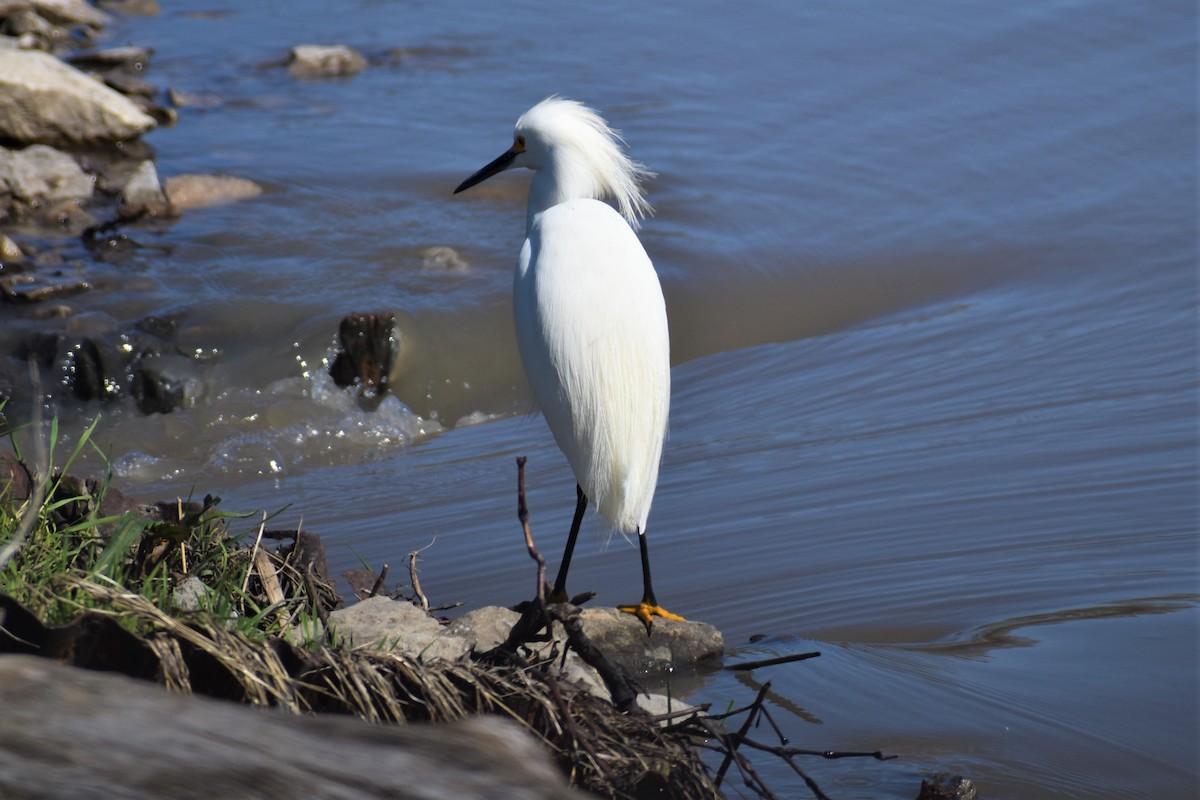 Snowy Egret - ML435767281