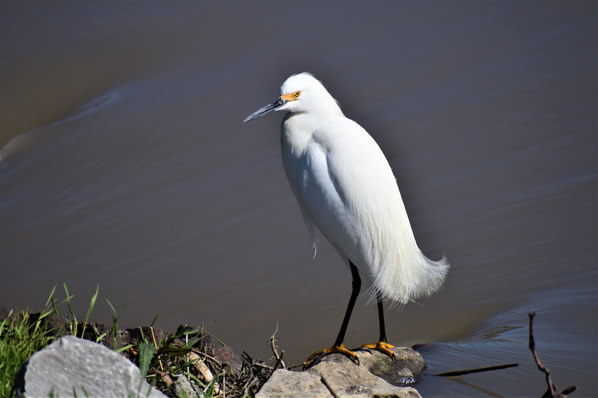 Snowy Egret - ML435767341