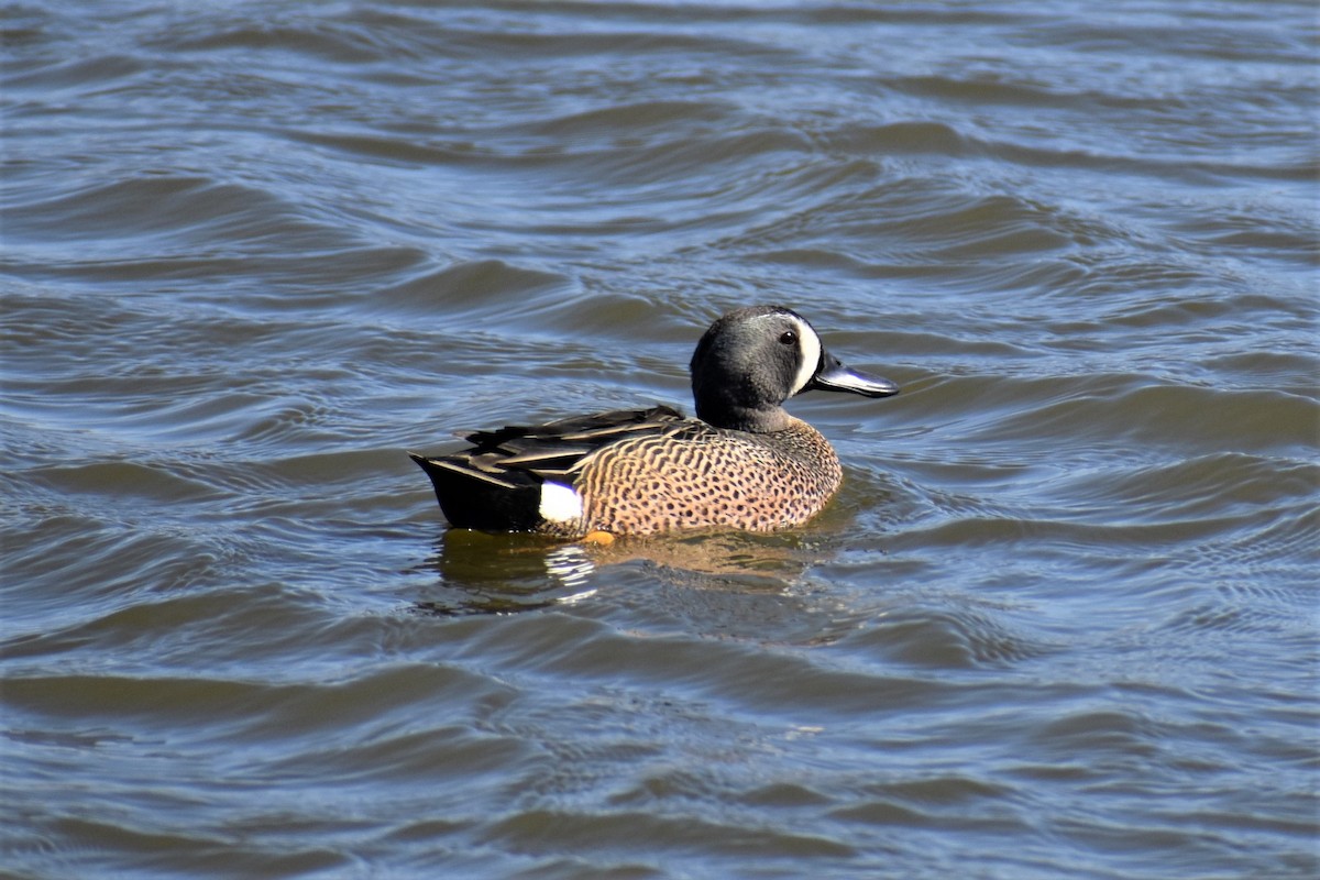 Blue-winged Teal - ML435768881