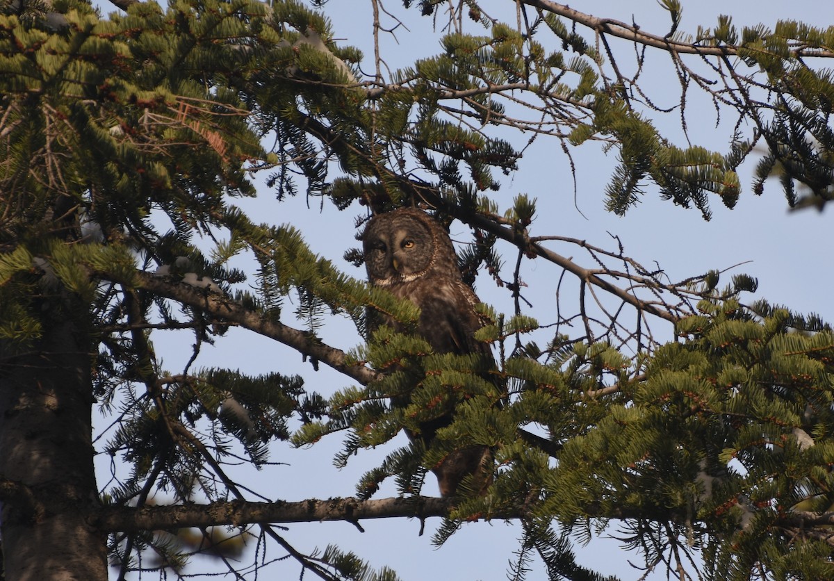 Great Gray Owl - ML435769431