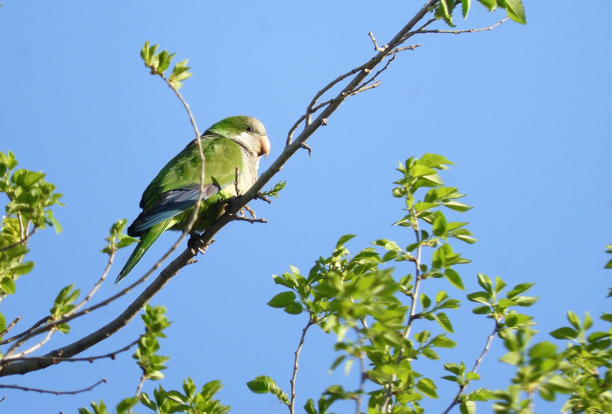 Monk Parakeet - Pablo Pozo 🦅