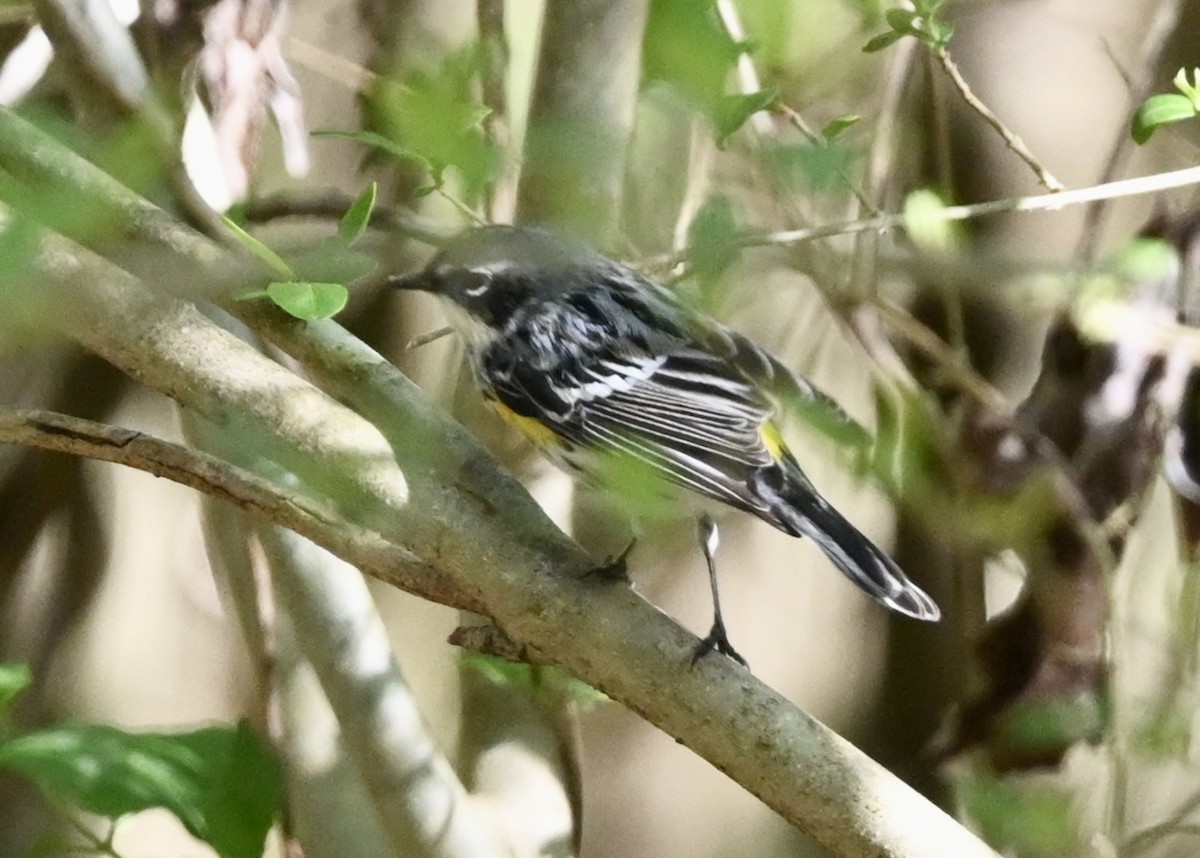 Yellow-rumped Warbler - ML435770141