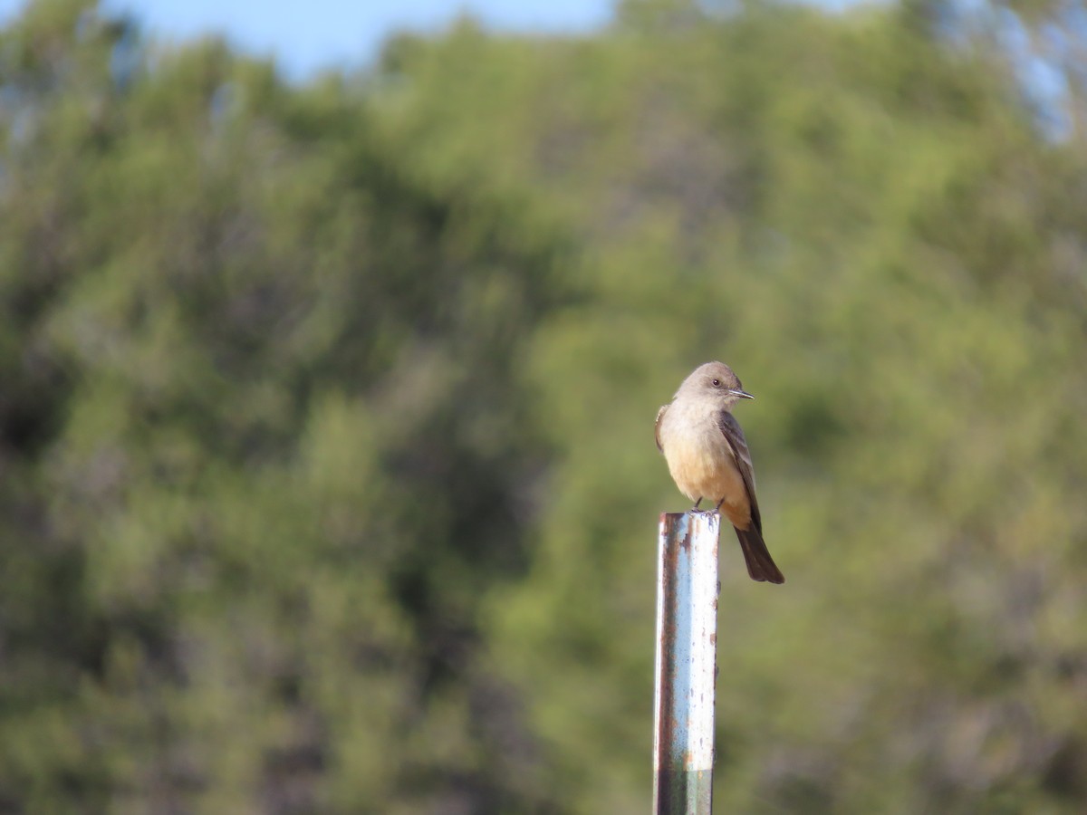 Say's Phoebe - ML435770301