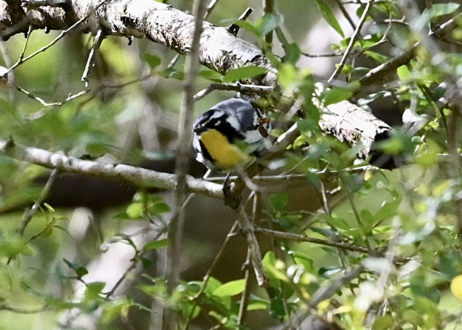 Yellow-throated Warbler - ML435771261