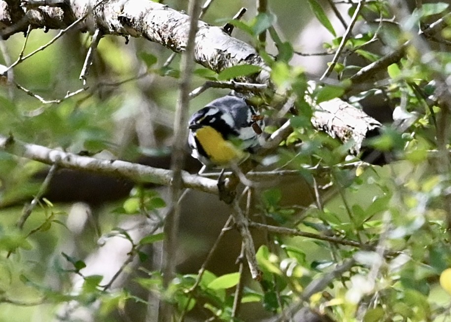 Reinita Gorjiamarilla - ML435771261