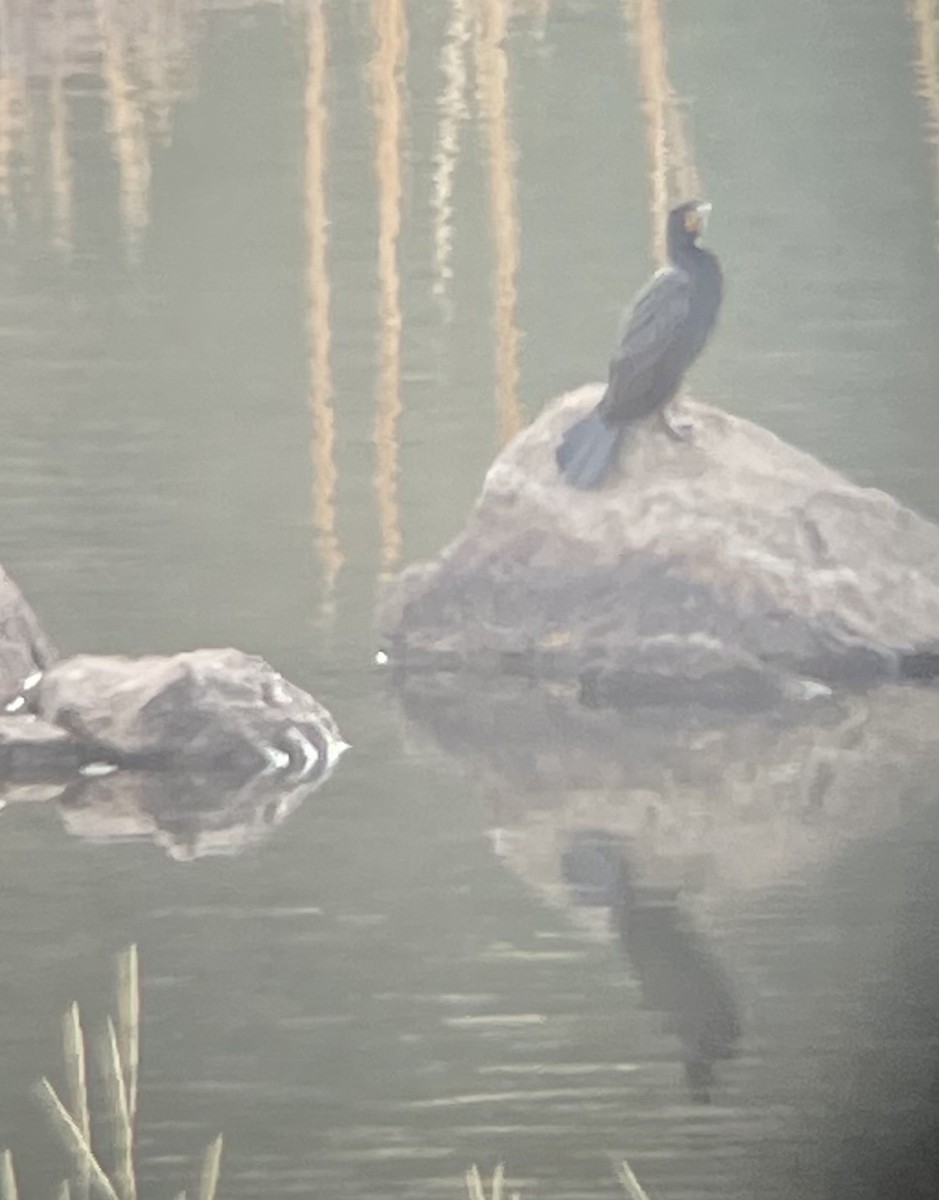 Double-crested Cormorant - ML435771571