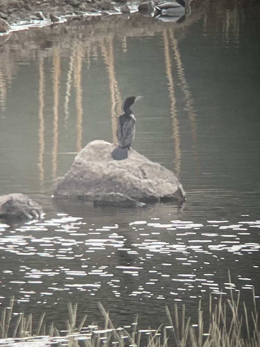Double-crested Cormorant - ML435771591