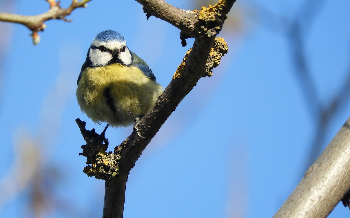 Eurasian Blue Tit - ML435771751