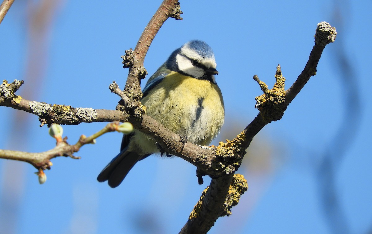 Eurasian Blue Tit - ML435771781