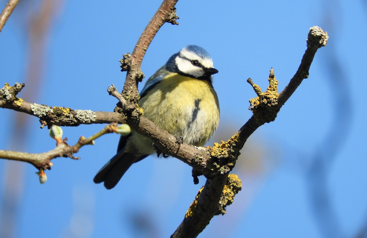 Eurasian Blue Tit - ML435771801