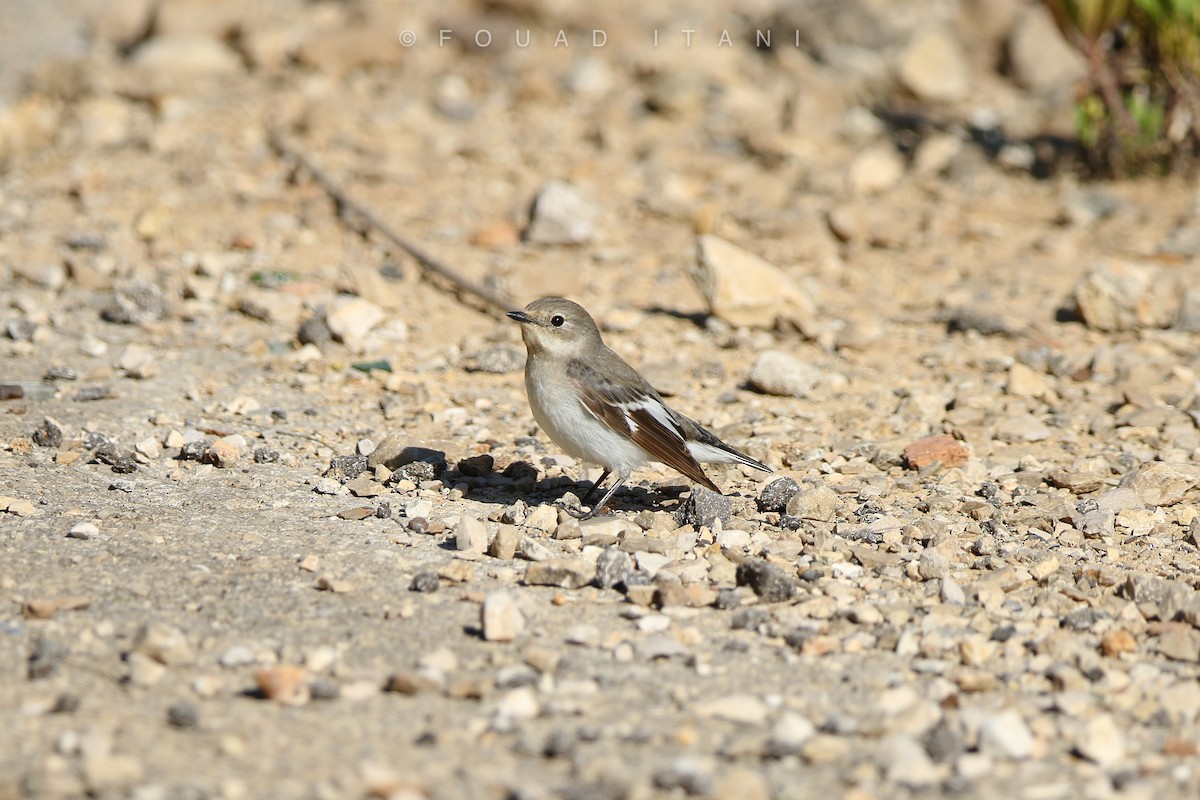 Collared Flycatcher - Fouad Itani