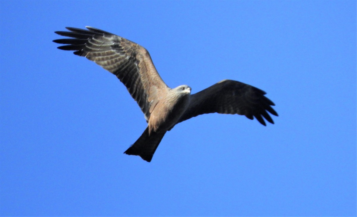 Black Kite - ML435772571