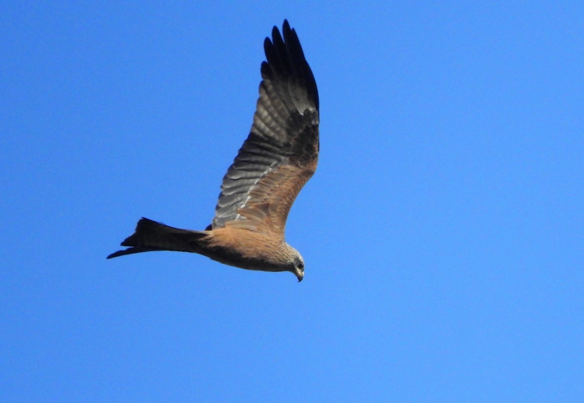 Black Kite - ML435772601