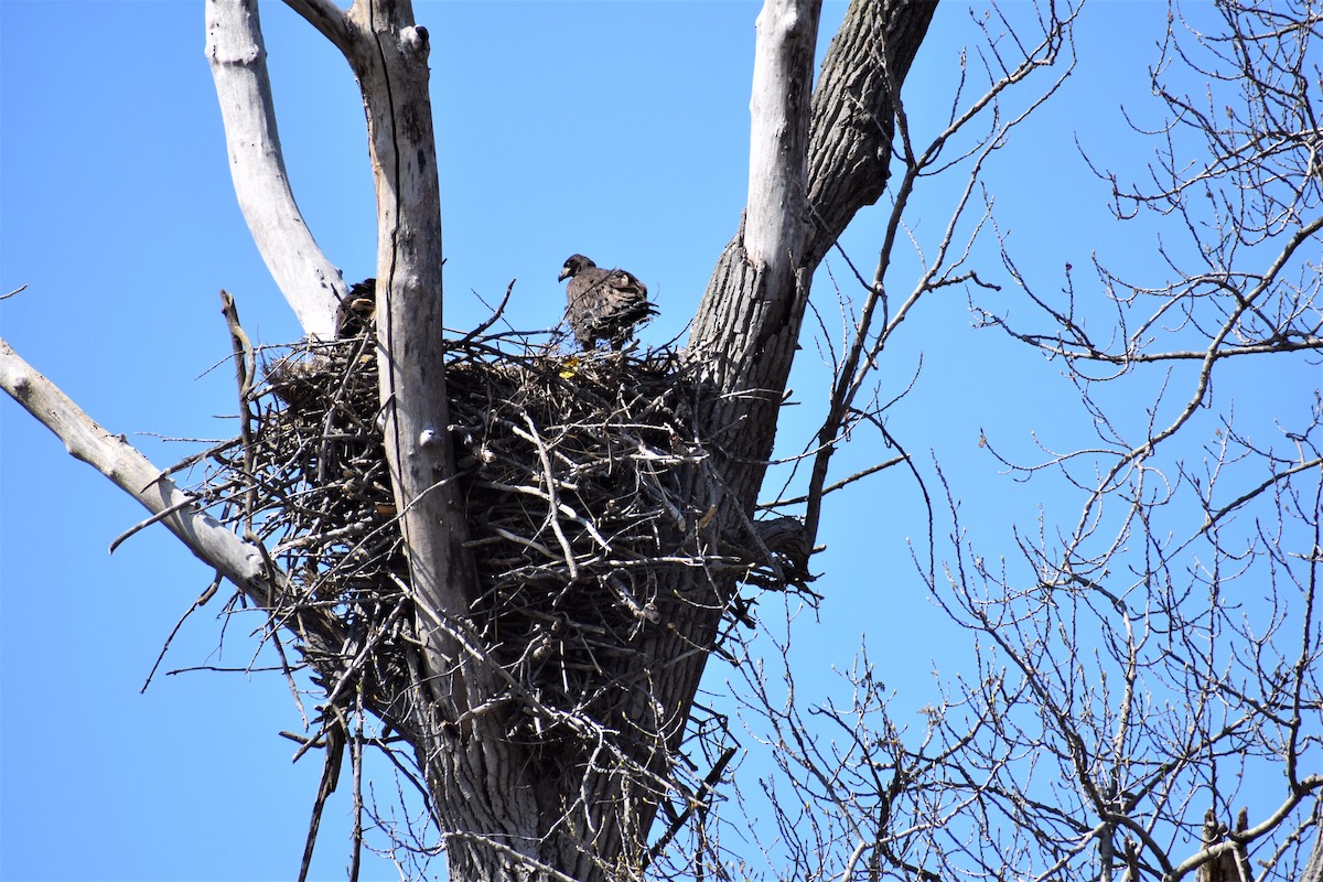 Weißkopf-Seeadler - ML435774281