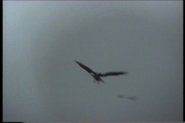 Western Marsh Harrier - ML435775