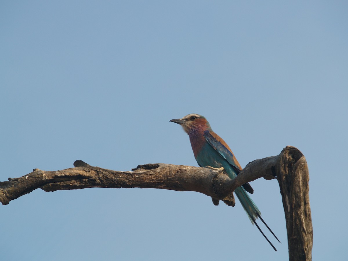 Lilac-breasted Roller - ML43577571