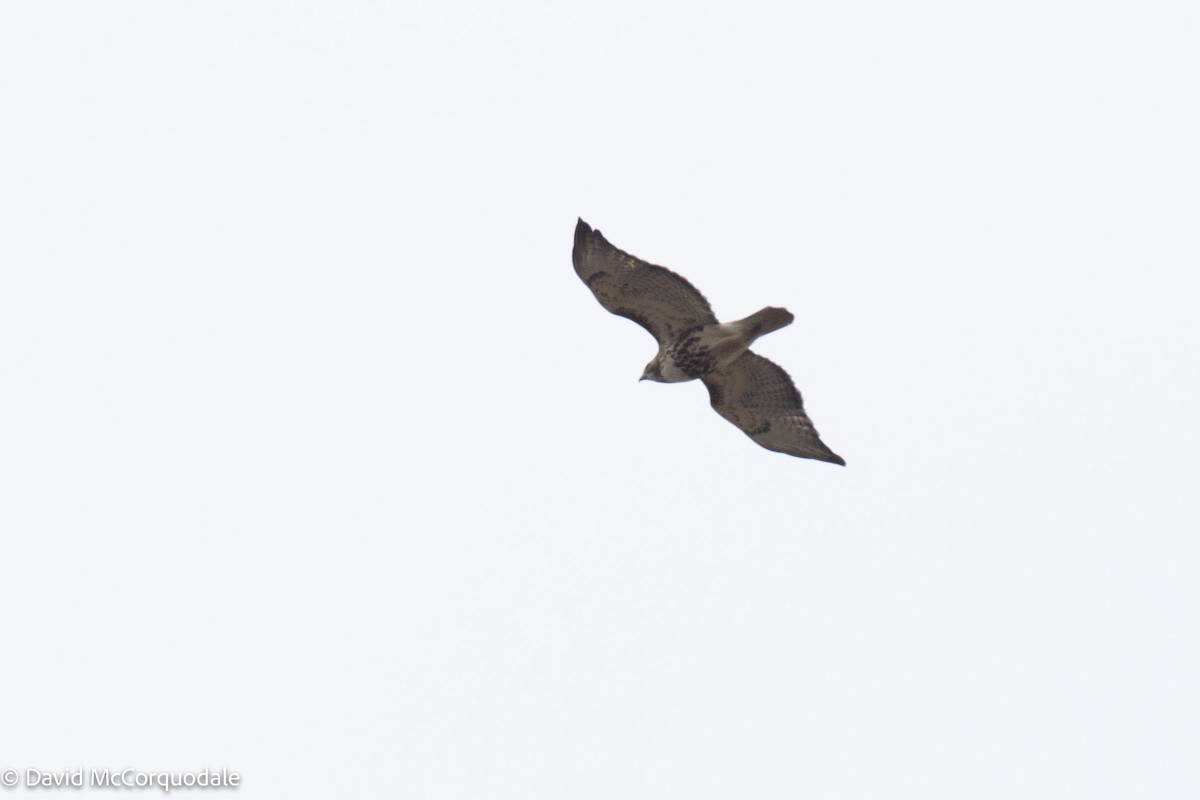 Red-tailed Hawk - ML435775931