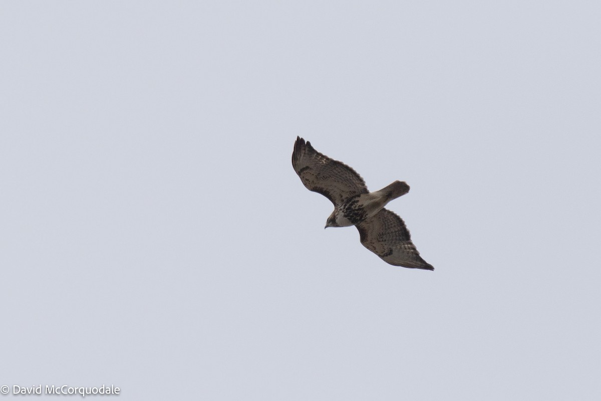 Red-tailed Hawk - ML435775951