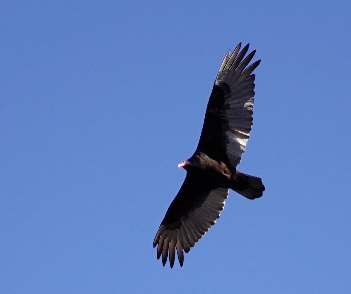 Turkey Vulture - ML435777721