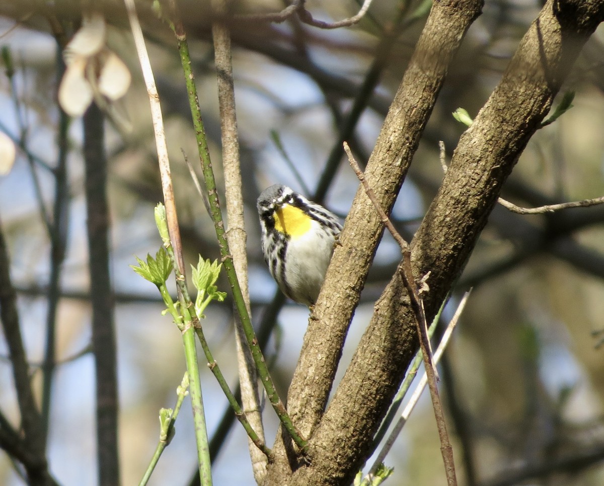 Yellow-throated Warbler - ML435778001