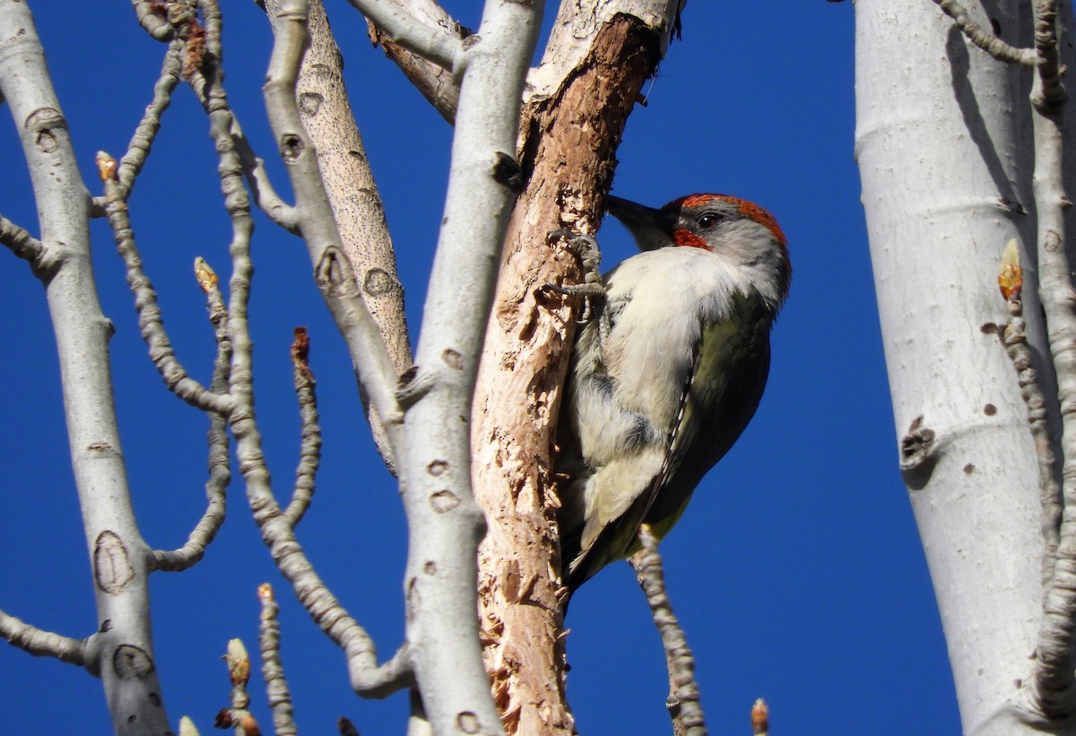 Iberian Green Woodpecker - ML435778021