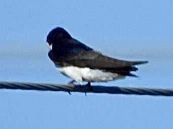 Tree Swallow - ML435779331