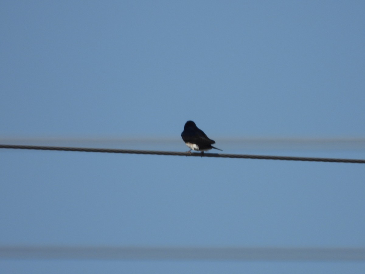 Tree Swallow - ML435779341