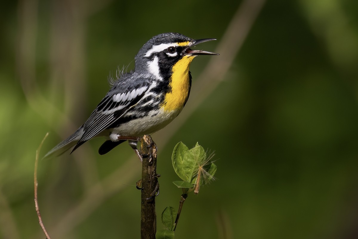 Yellow-throated Warbler - ML435780281