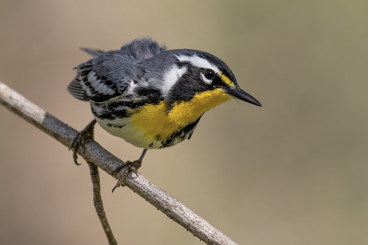 Yellow-throated Warbler - ML435780311