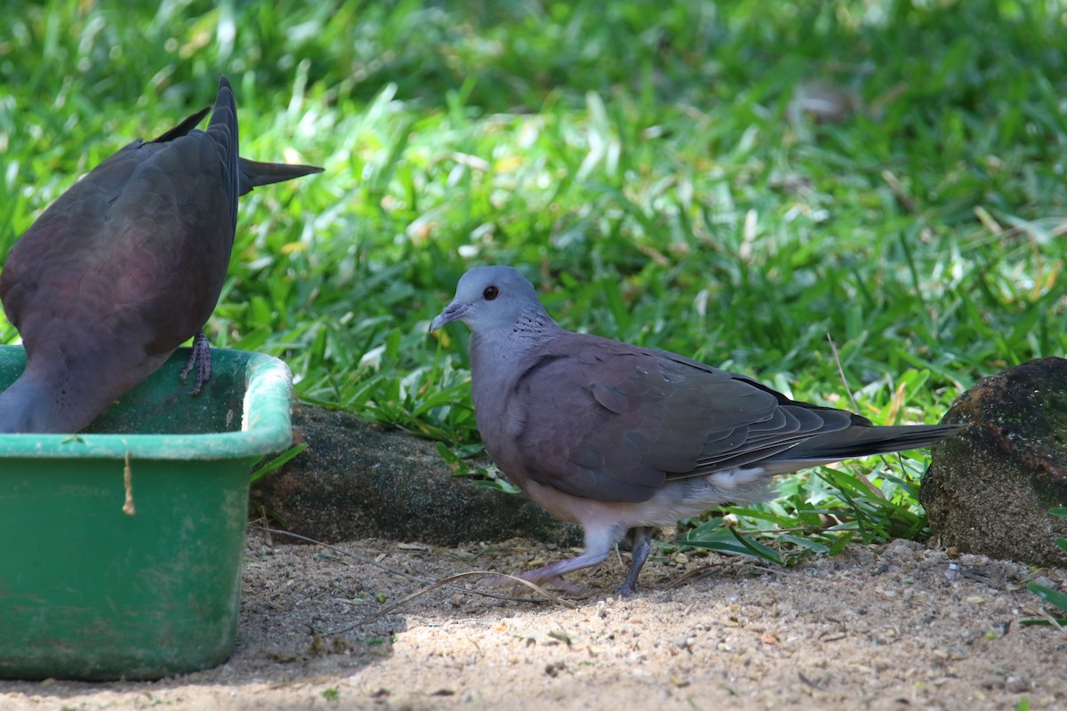 Pigeon de Madagascar - ML435780681