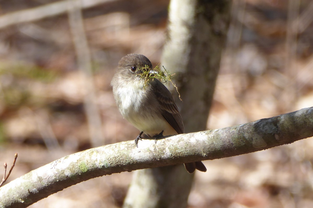 Eastern Phoebe - ML435781261