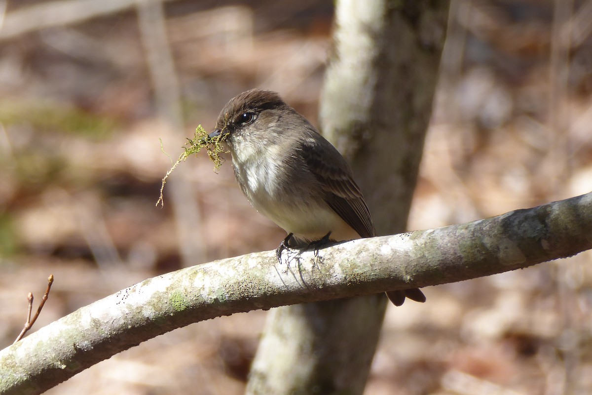 Moucherolle phébi - ML435781271