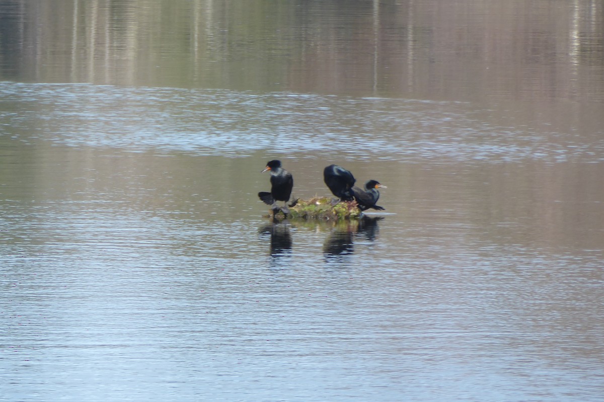 Cormoran à aigrettes - ML435781281
