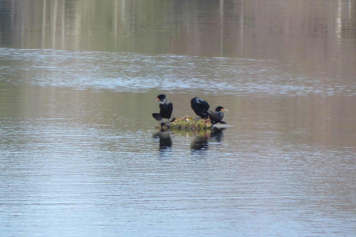 Double-crested Cormorant - ML435781281