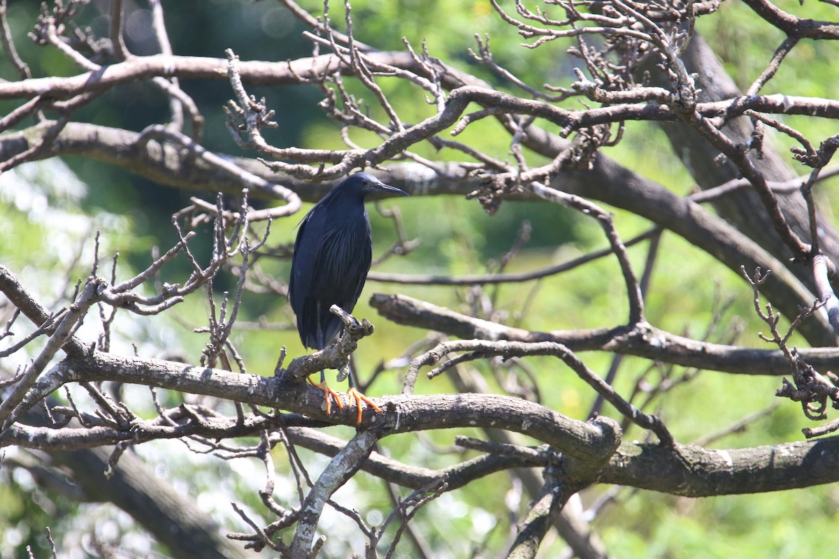 Black Heron - Kuang-Ping Yu