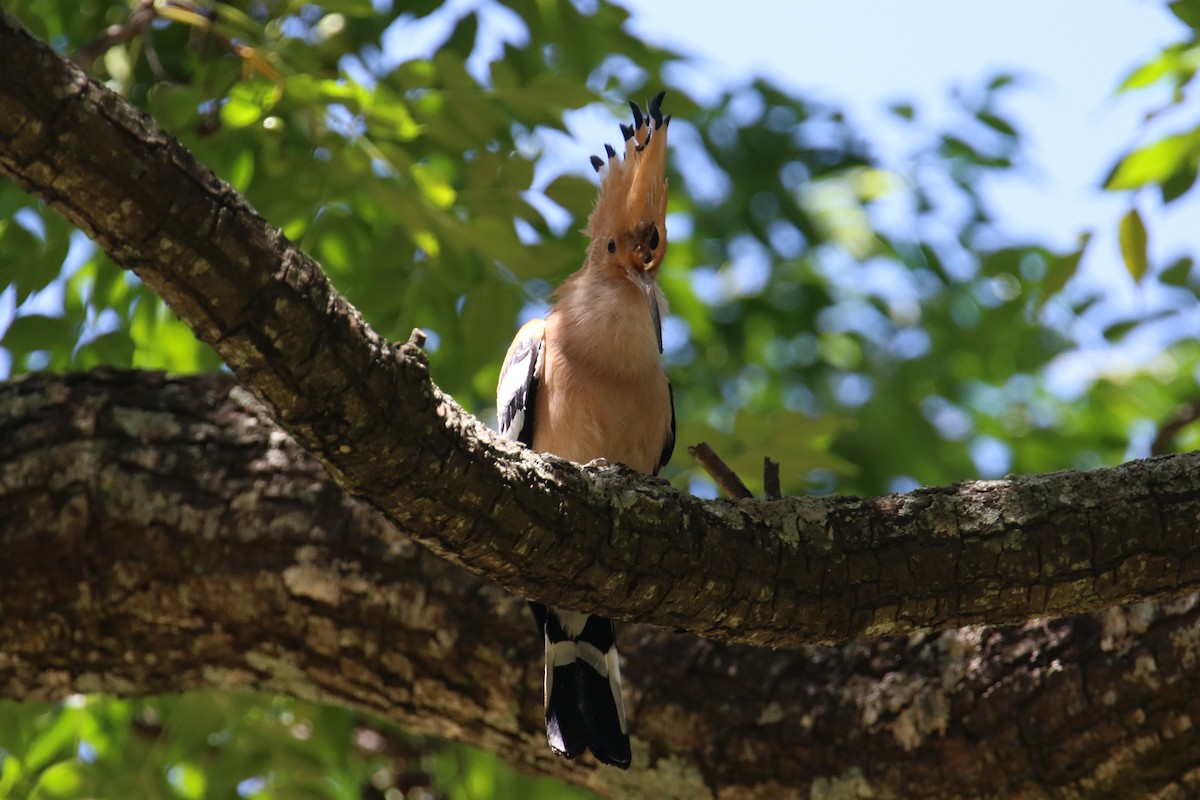 Madagascar Hoopoe - ML435781841