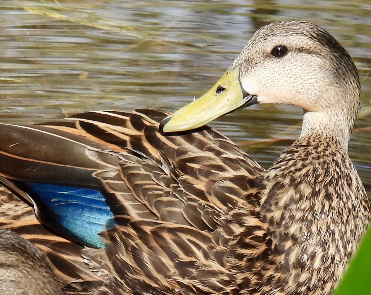 Mottled Duck - lori herfurth