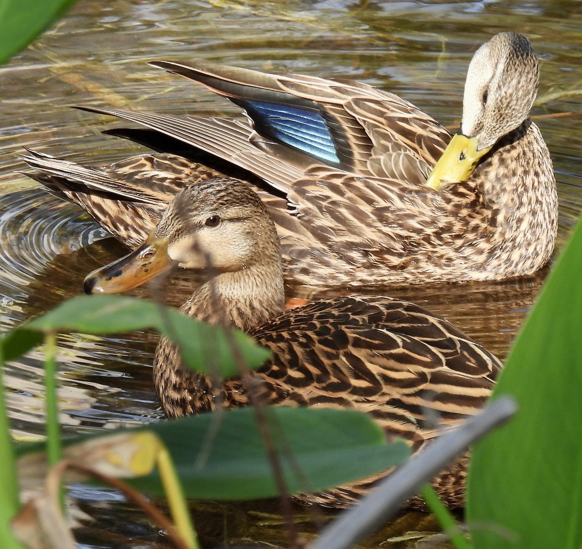 Mottled Duck - lori herfurth