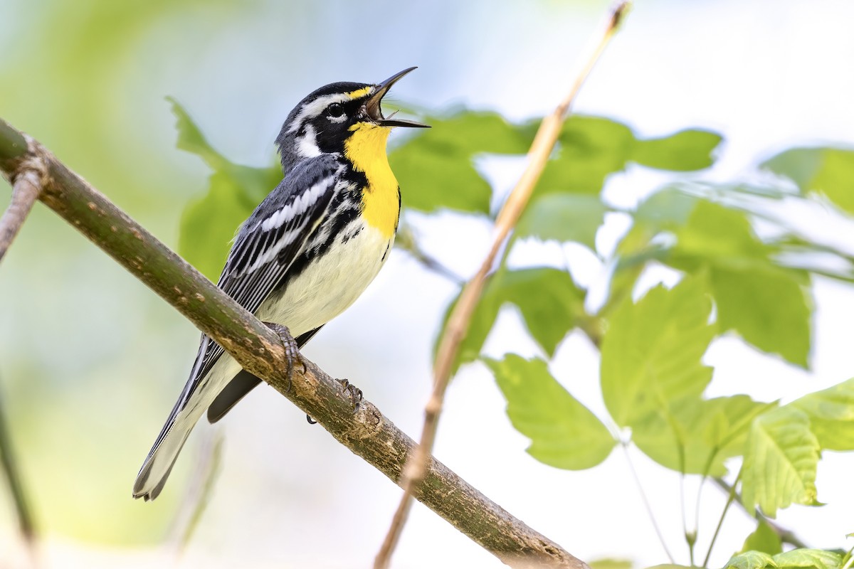 Yellow-throated Warbler - ML435783641