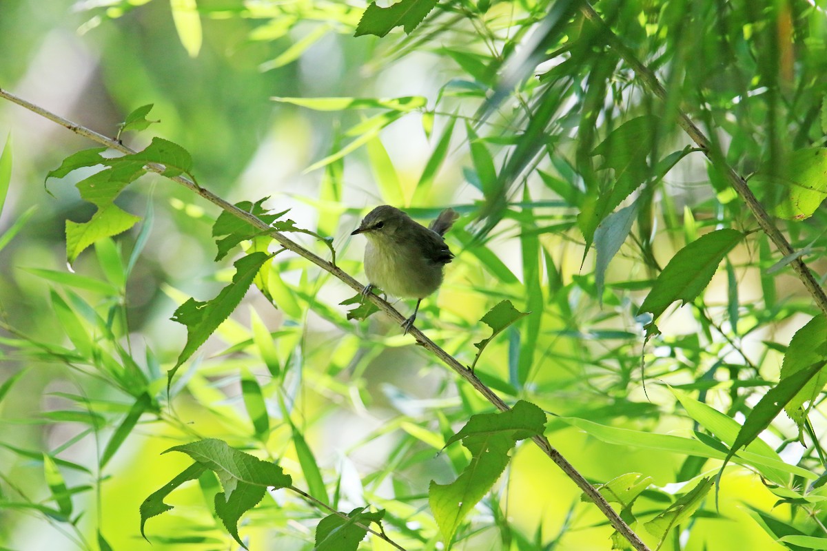 Malagasy Brush-Warbler (Malagasy) - Kuang-Ping Yu
