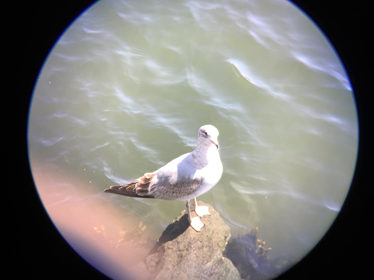 Ring-billed Gull - ML435784771