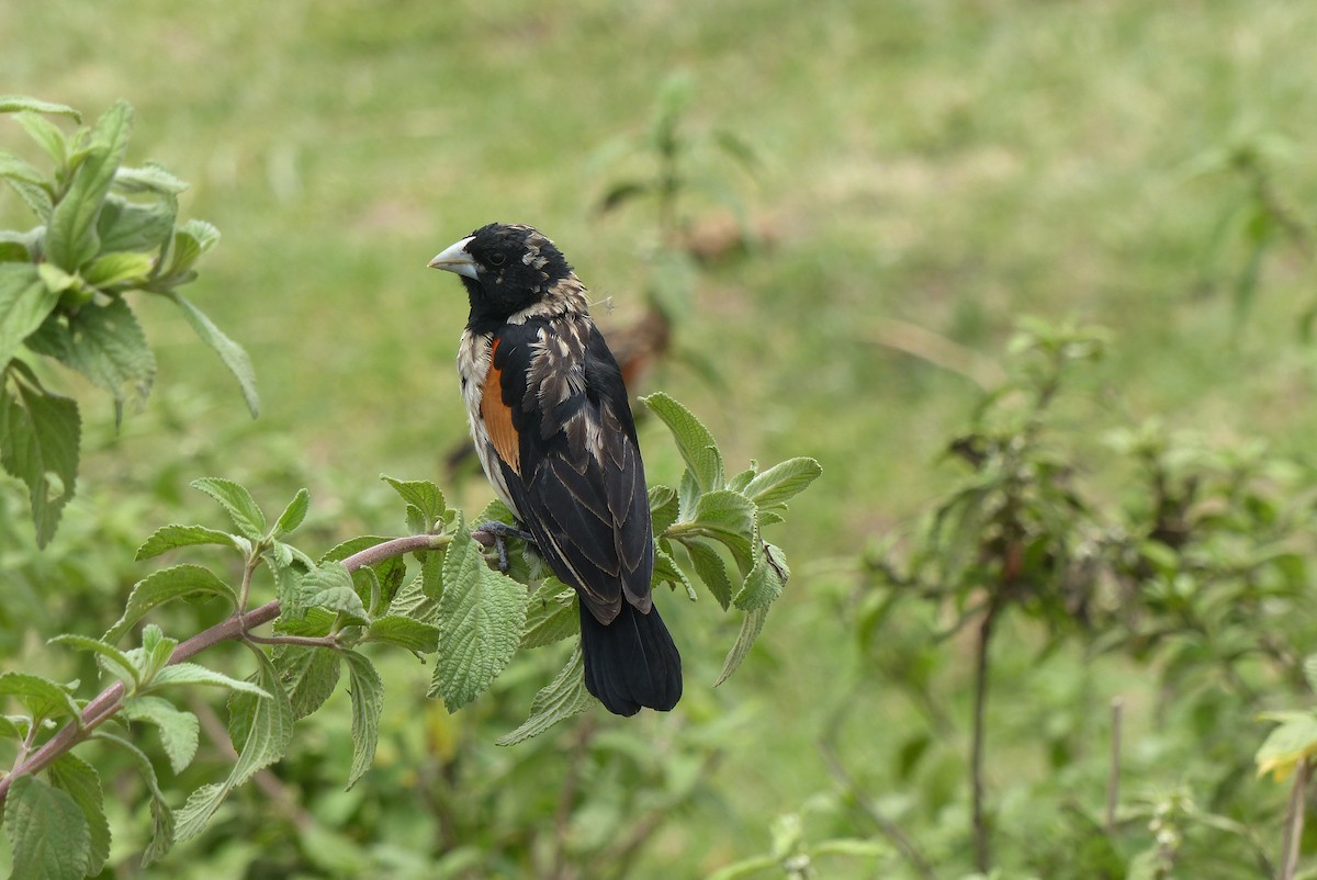 Fan-tailed Widowbird - Nicolas Detriche